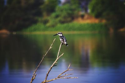 Bird flying over lake