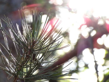 Close-up of leaves on plant