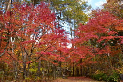 Trees in park during autumn