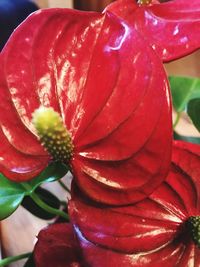 Close-up of red flower