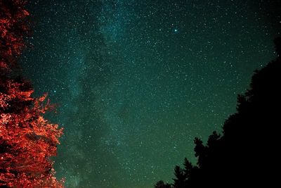 Low angle view of silhouette trees against star field at night