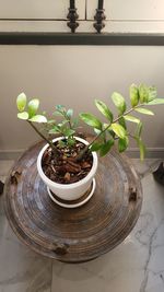 High angle view of potted plants on table