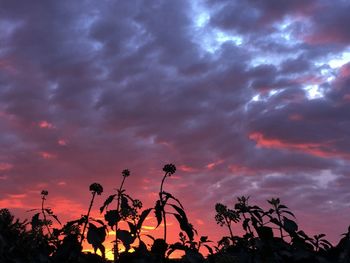 Silhouette of tree against dramatic sky