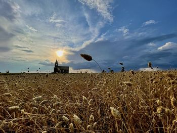 Scenic view of wheat field against sky