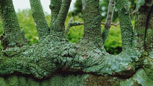 Close-up of moss growing on tree trunk