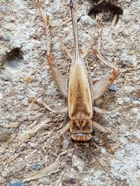 Close-up of insect on rock