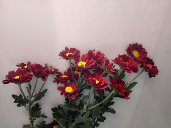 Close-up of flowers against blurred background