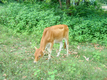 Horse standing in a field