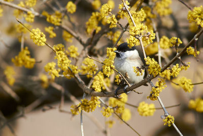 Close-up of bird perching on flower tree