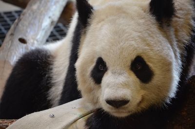 Close-up portrait of a animal