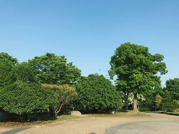 Trees on field against clear sky