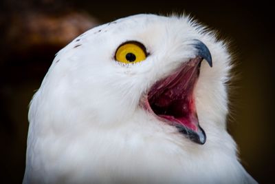 Close-up portrait of owl