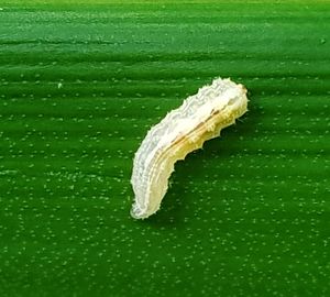 Close-up of ice cream over green background