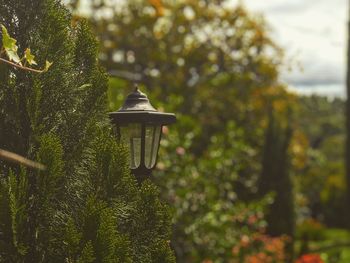 View of street light in park