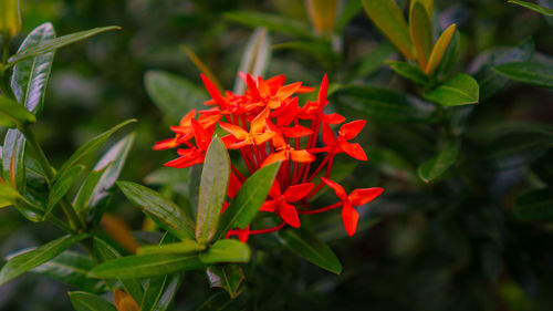 Close-up of red flowering plant