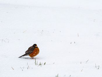 Close-up of birds perching on snow