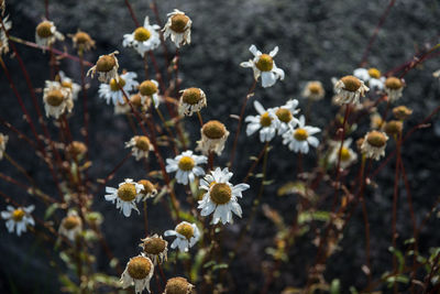 High angle view of chamomile flowers on field
