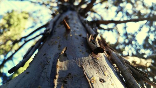 Low angle view of trees against sky