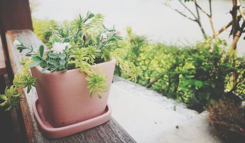 Close-up of small potted plant in yard