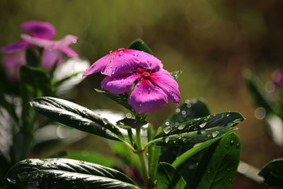 Close-up of raindrops on pink flowering plant