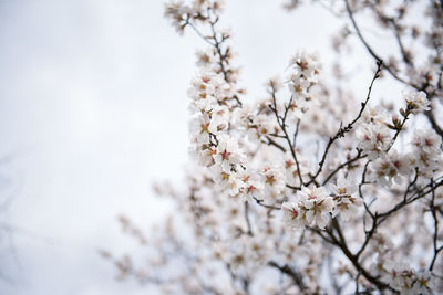 Low angle view of cherry blossom tree