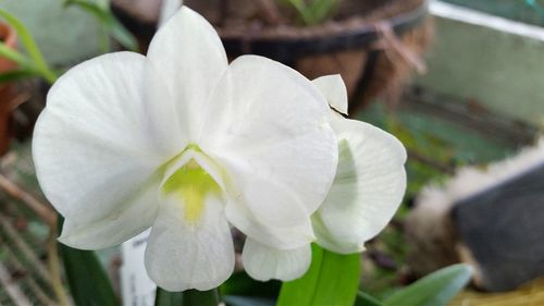 Close-up of white flower blooming outdoors