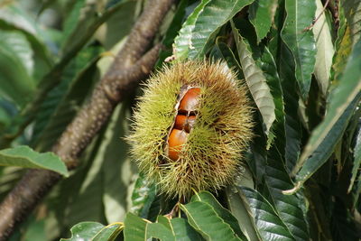 Close-up of fruit growing on tree