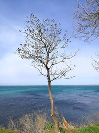 Bare tree by sea against sky