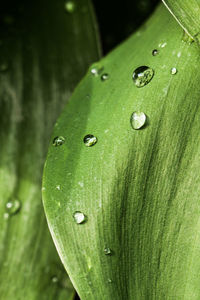 Close-up of raindrops on leaf