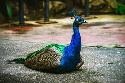 Close-up of a peacock