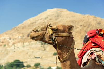 View of a camel on desert