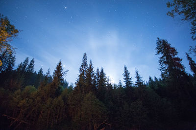 Low angle view of trees in forest against sky at night