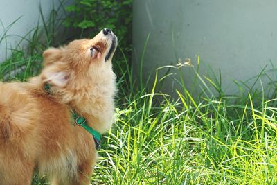 View of a dog on field