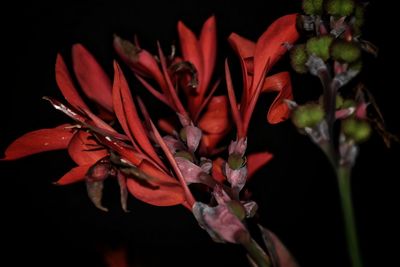 Close-up of red flowers against black background