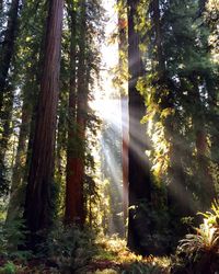 Sun shining through trees
