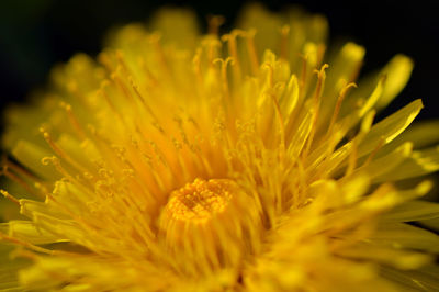 Close-up of yellow flower