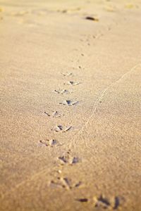 Surface level of sandy beach