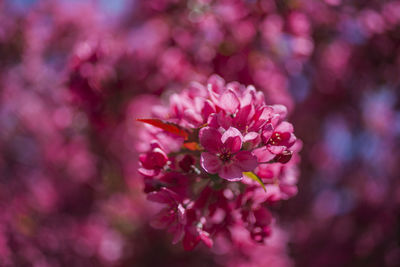 Close-up of pink flowering plant