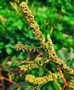 Close-up of yellow flowering plant