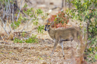 Side view of deer standing on field