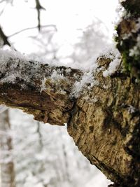 Close-up of snow on tree trunk