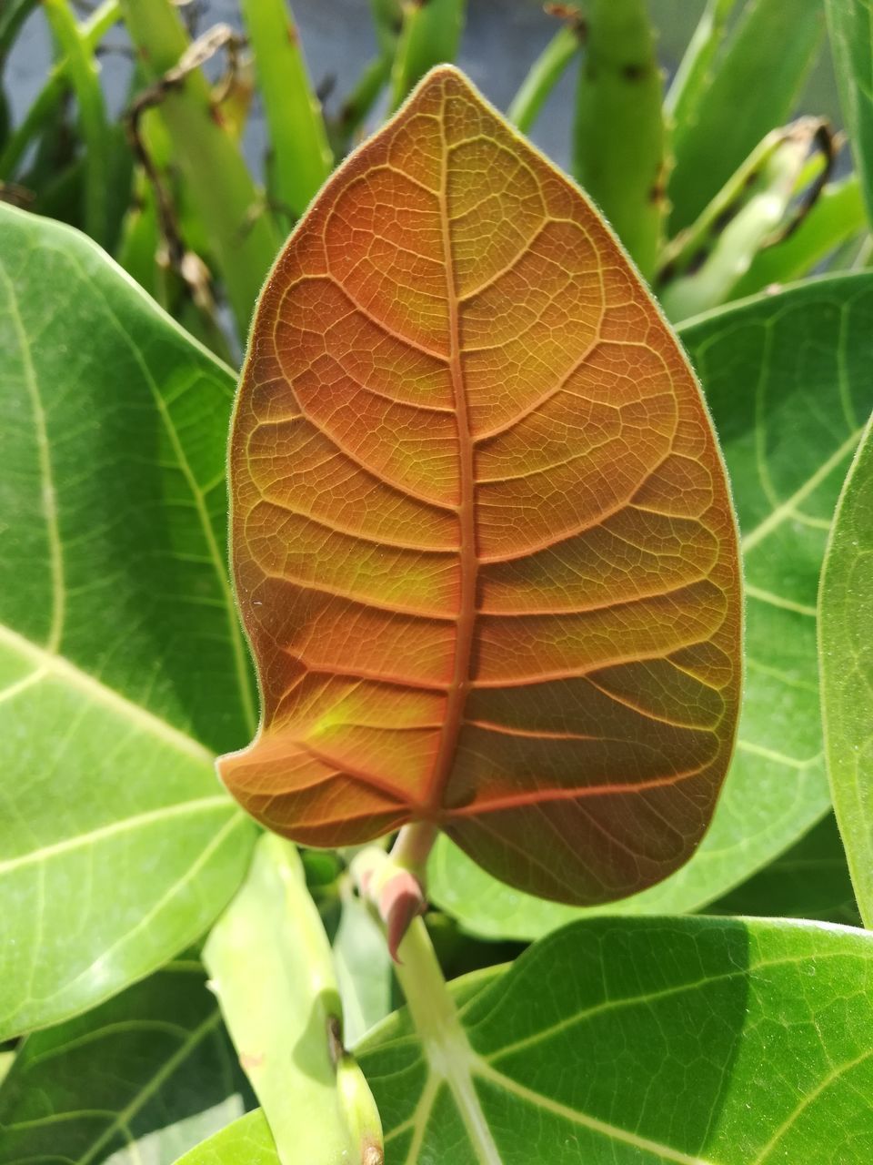 CLOSE-UP OF YELLOW LEAVES