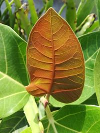 Close-up of green leaves