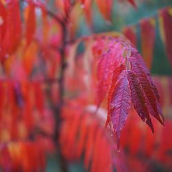 Close-up of red maple leaf on tree