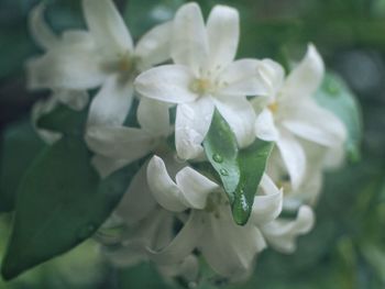Close-up of flowers blooming outdoors