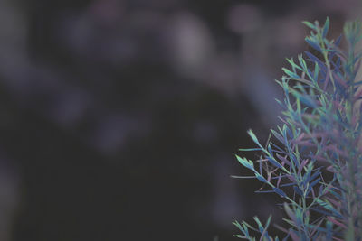 Close-up of succulent plant on field
