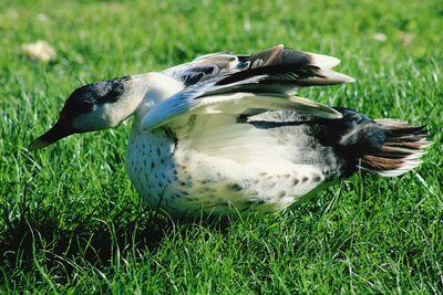 Close-up of a bird flying over grass