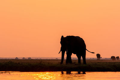 Silhouette horse standing on lake against orange sky