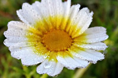 Close-up of wet yellow flower