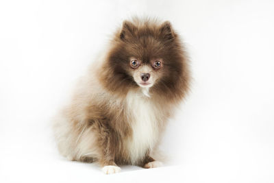 Close-up of dog against white background